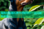 海角社区婚礼费用透明报价一站式服务体验